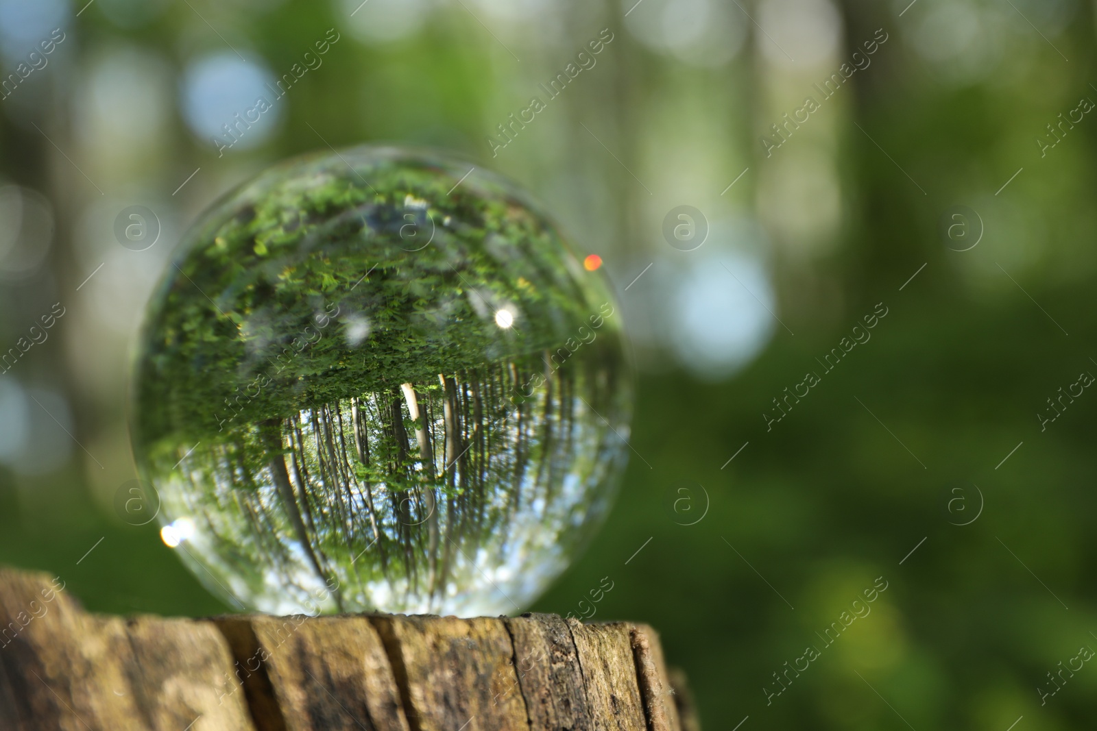 Photo of Beautiful green trees outdoors, overturned reflection. Crystal ball on stump in forest. Space for text