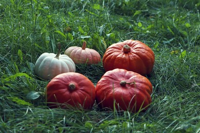 Many ripe pumpkins among green grass outdoors