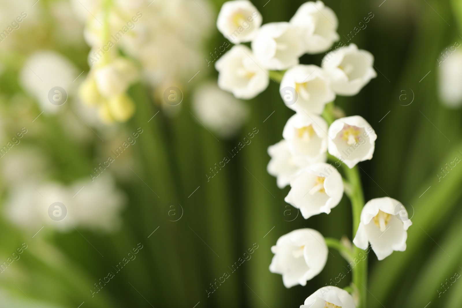 Photo of Beautiful lily of the valley on blurred background, closeup. Space for text
