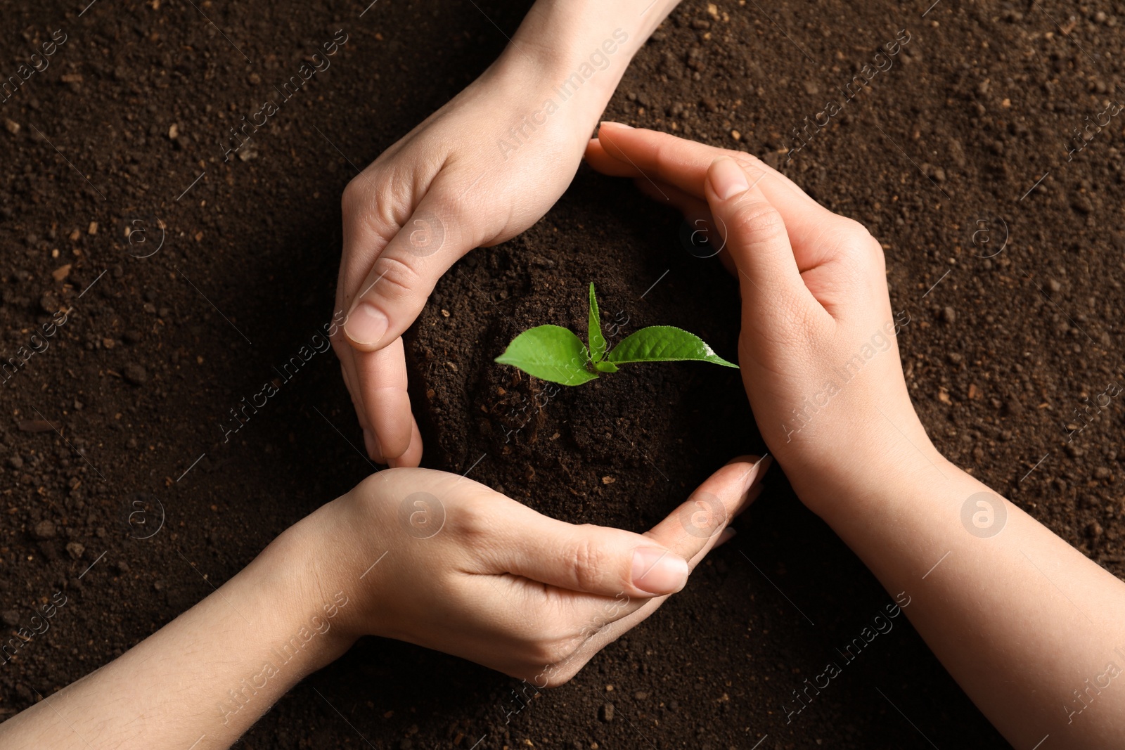 Photo of People protecting young seedling on soil, top view