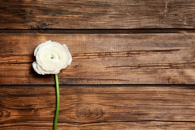 Photo of Beautiful ranunculus flower on wooden background