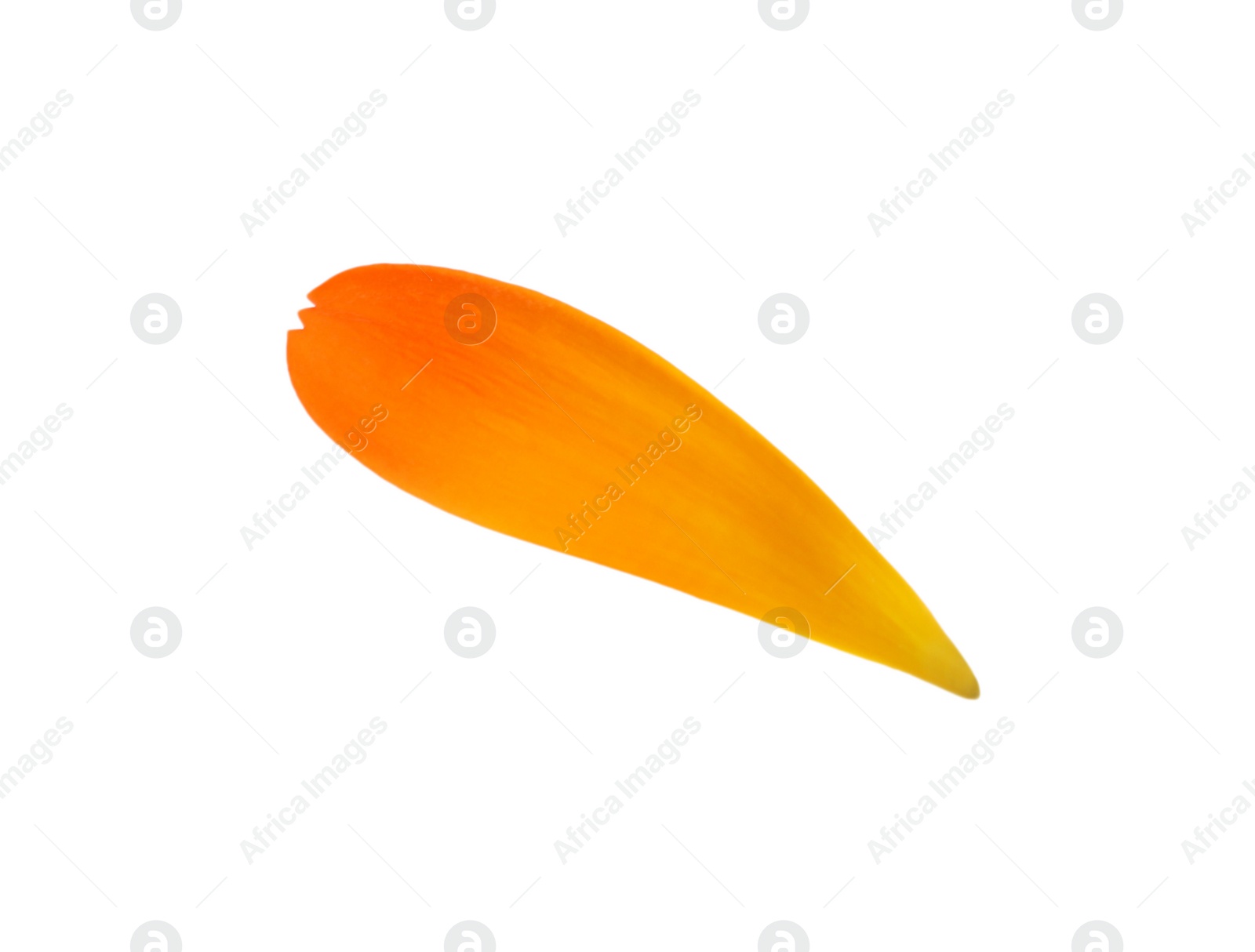 Photo of Fresh beautiful calendula petal isolated on white