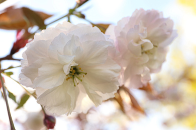 Blossoming pink sakura tree outdoors on spring day, closeup