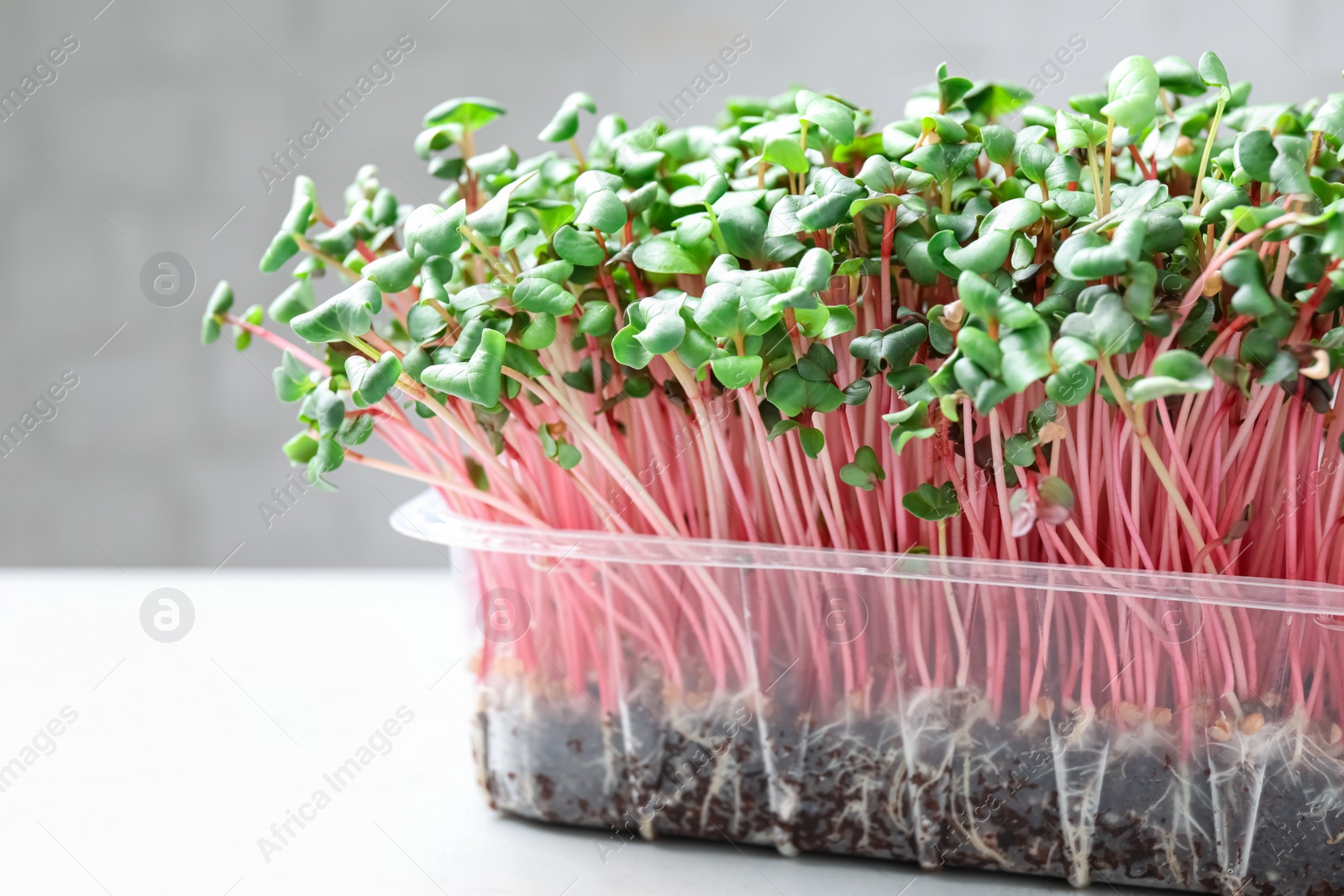 Photo of Fresh organic microgreen on white table, closeup