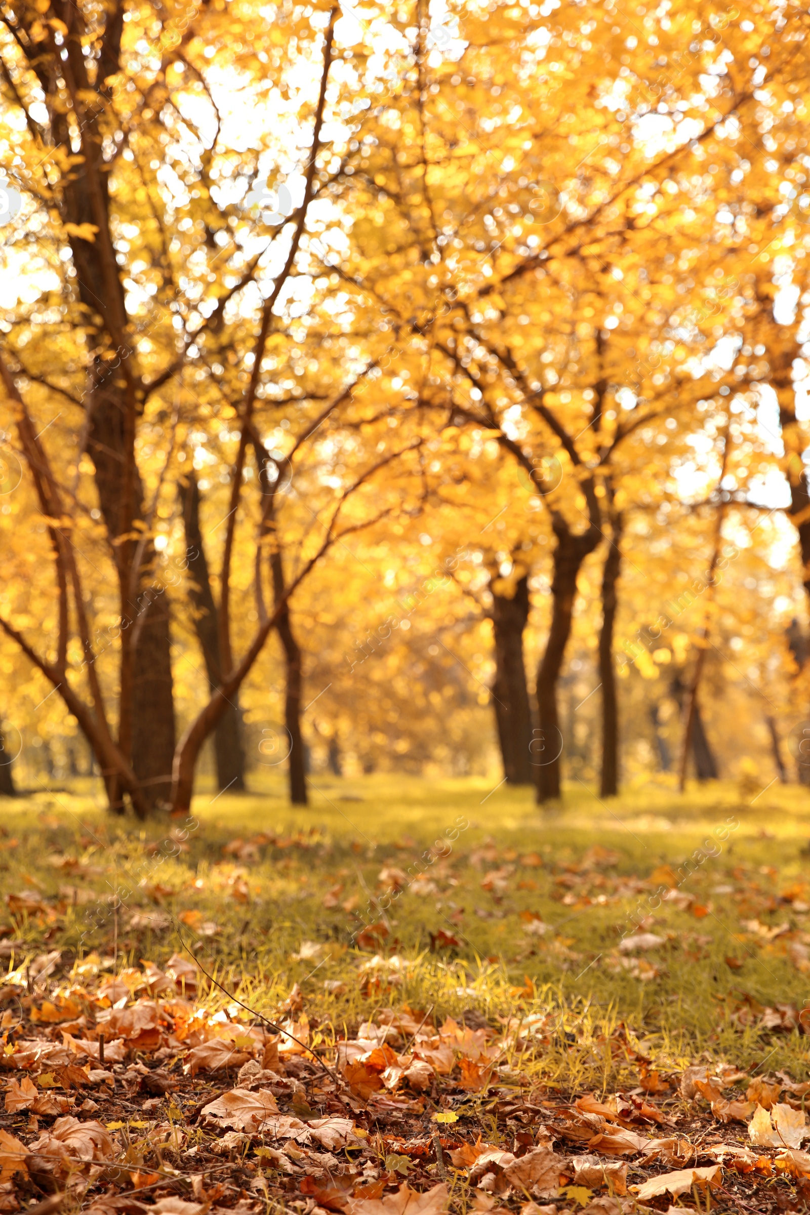 Photo of Autumn leaves on ground in beautiful park