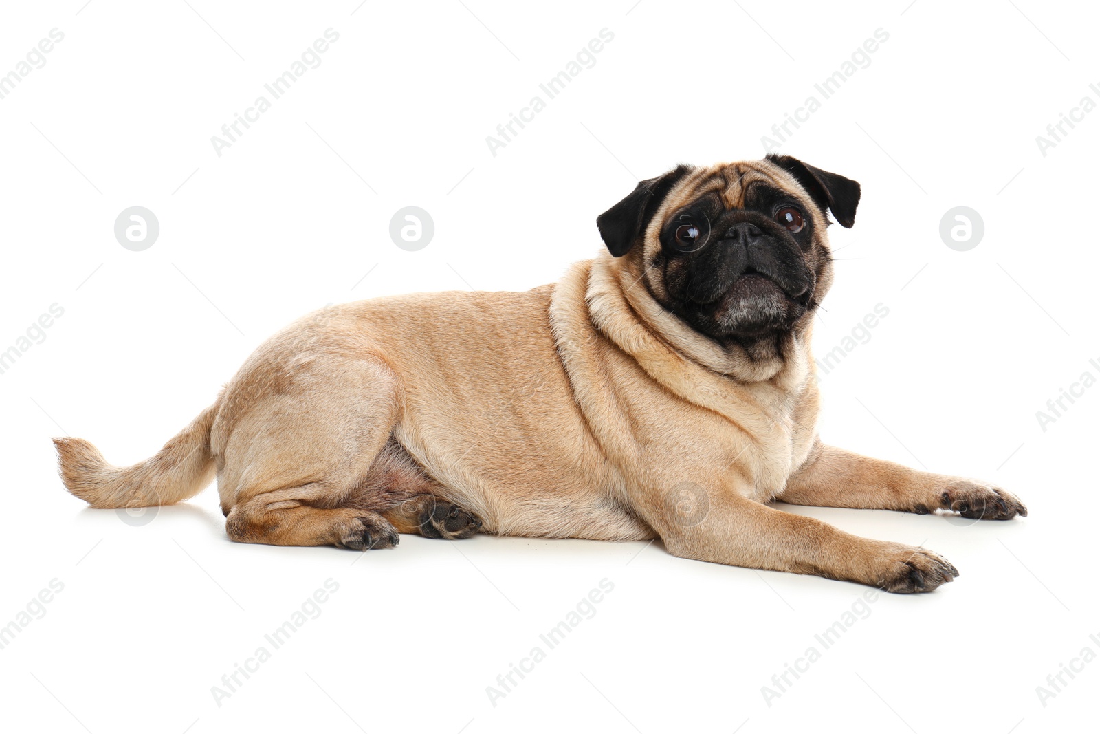 Photo of Happy cute pug dog isolated on white