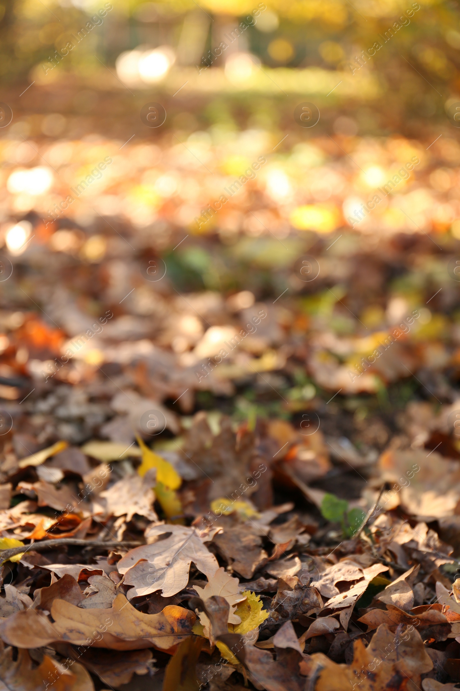 Photo of Pile of beautiful fallen leaves outdoors on sunny day, closeup