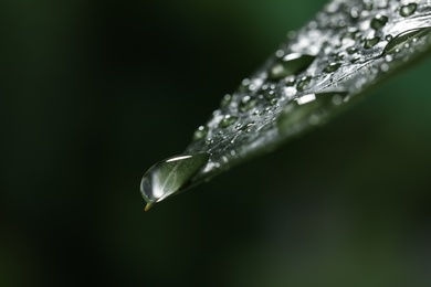 Closeup view of beautiful green leaf with dew drops