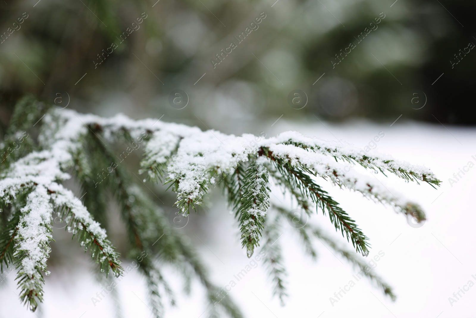 Photo of Fir branch covered with snow outdoors, closeup. Winter day