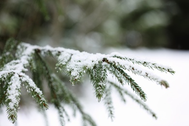 Photo of Fir branch covered with snow outdoors, closeup. Winter day