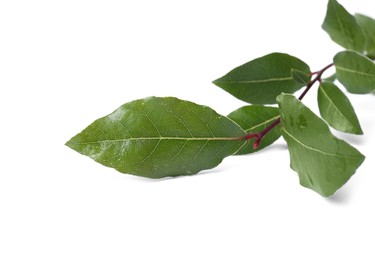 Photo of Branch of fresh bay leaves on white background, closeup