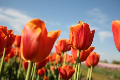 Photo of Beautiful red tulip flowers growing in field on sunny day, selective focus
