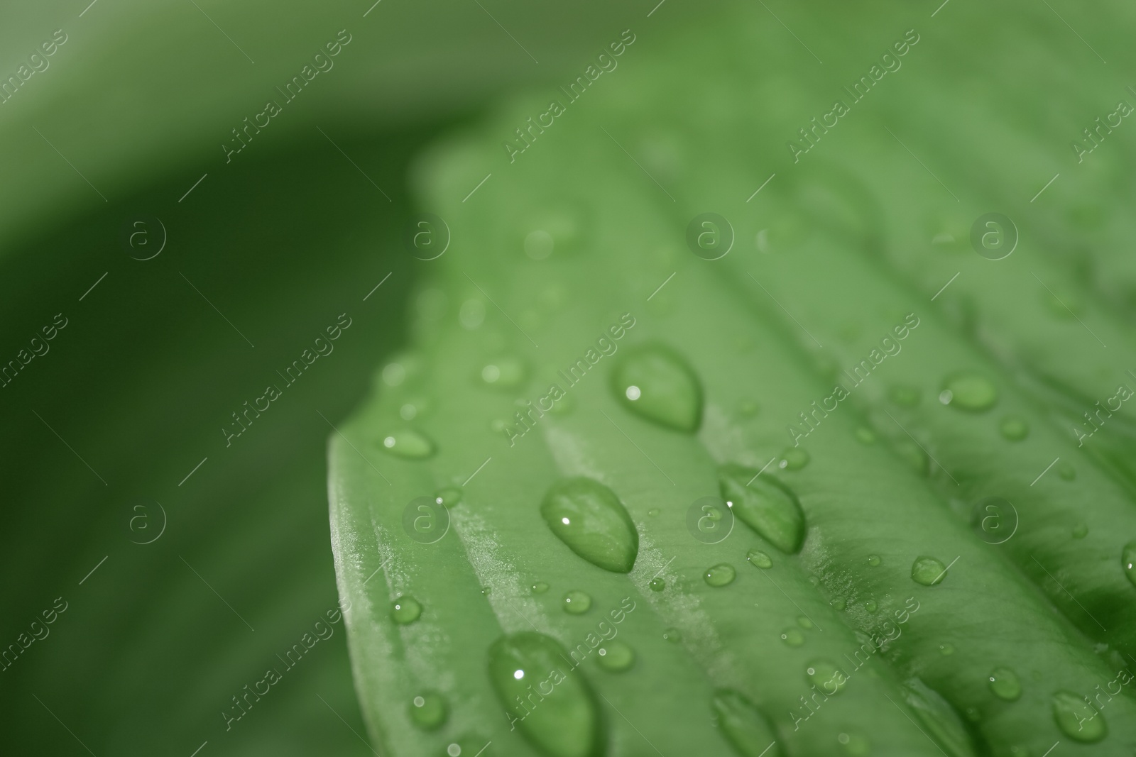 Photo of Closeup view of hosta plant with dew drops