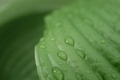 Closeup view of hosta plant with dew drops