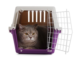 Photo of Travel with pet. Cute cat in carrier on white background