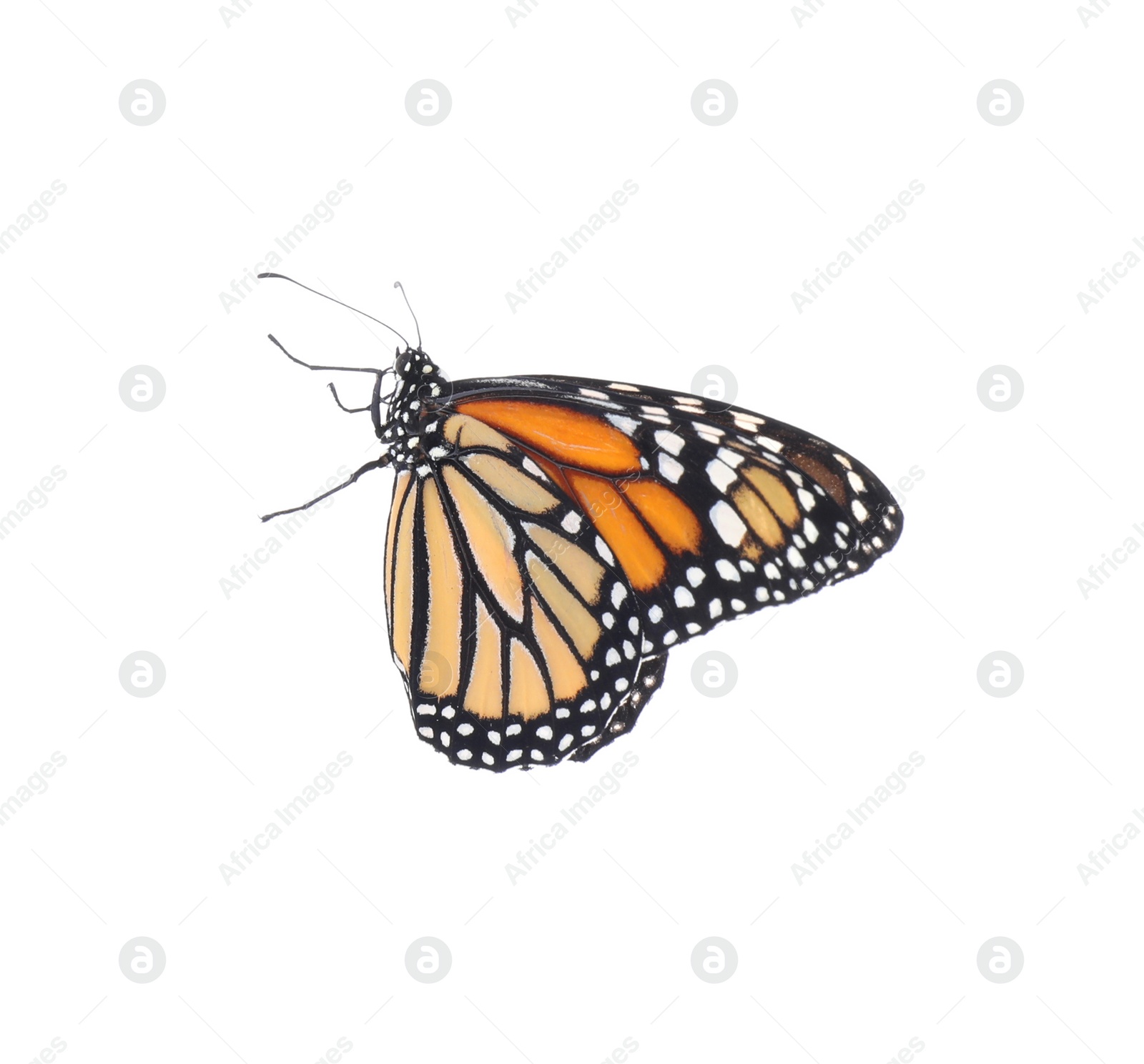 Photo of Beautiful fragile monarch butterfly isolated on white