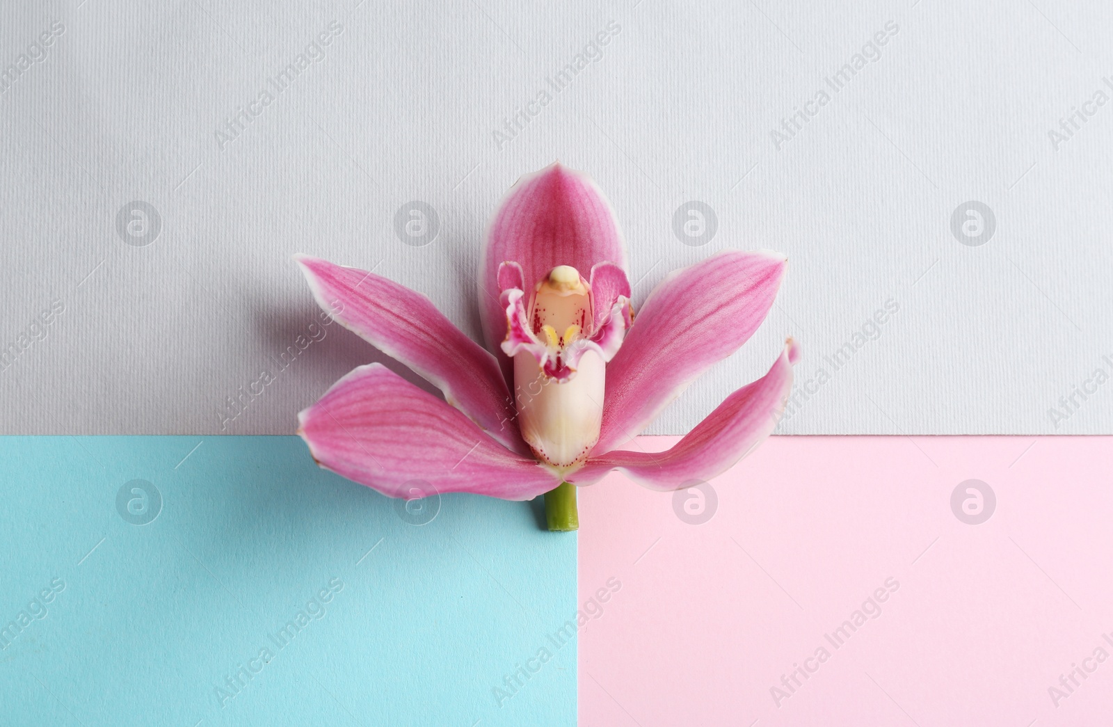 Photo of Beautiful tropical orchid flower on color background, top view