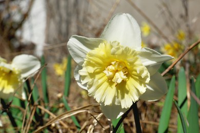 Photo of Beautiful yellow daffodil outdoors on spring day
