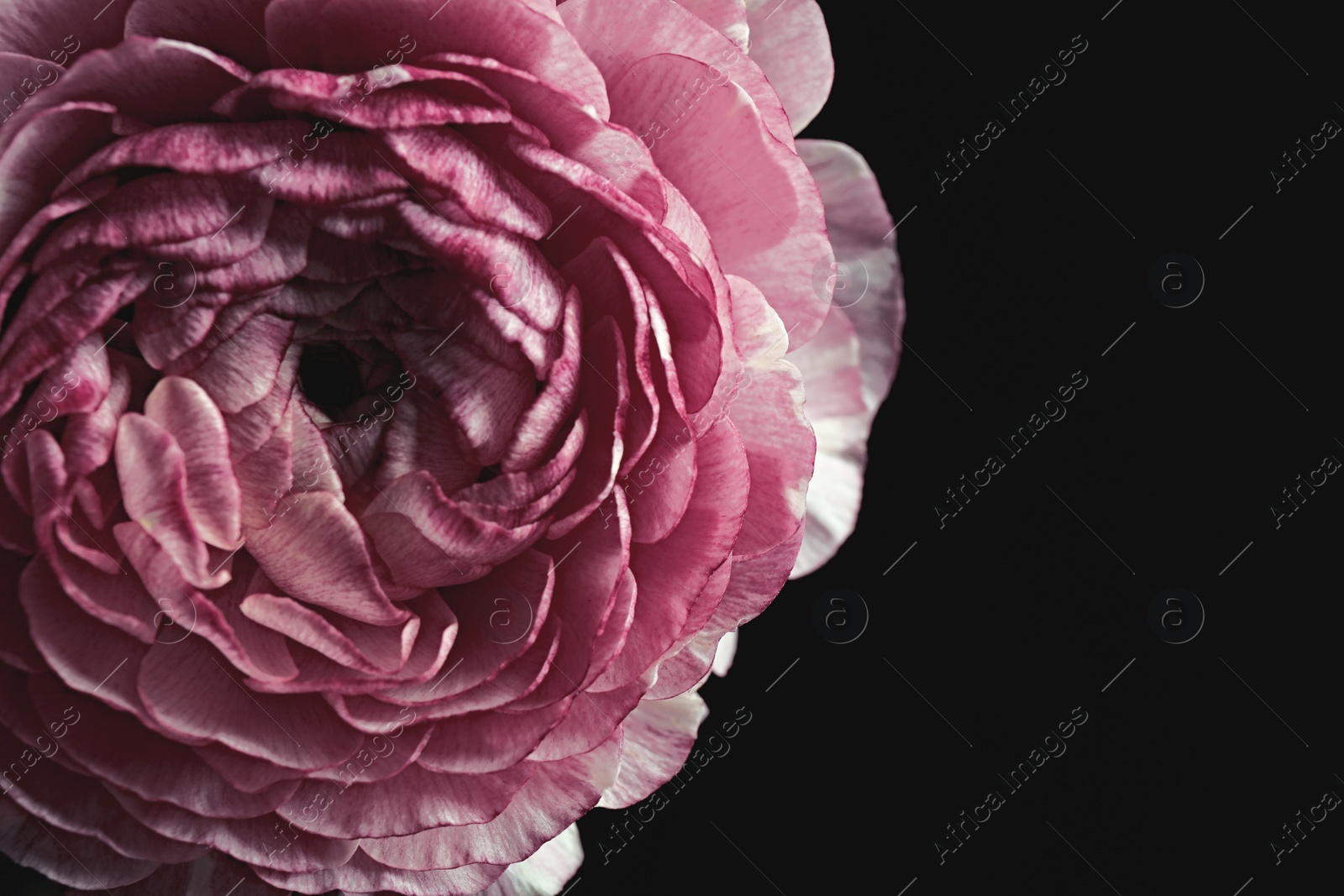 Photo of Beautiful fresh ranunculus on black background, closeup. Floral card design with dark vintage effect