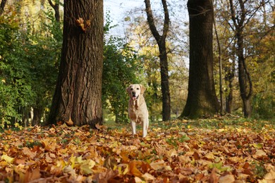 Photo of Cute Labrador Retriever dog on fallen leaves in sunny autumn park