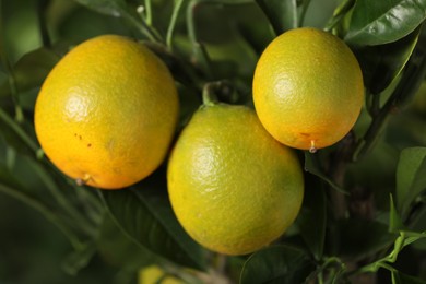 Photo of Closeup view of lemon tree with ripe fruits outdoors