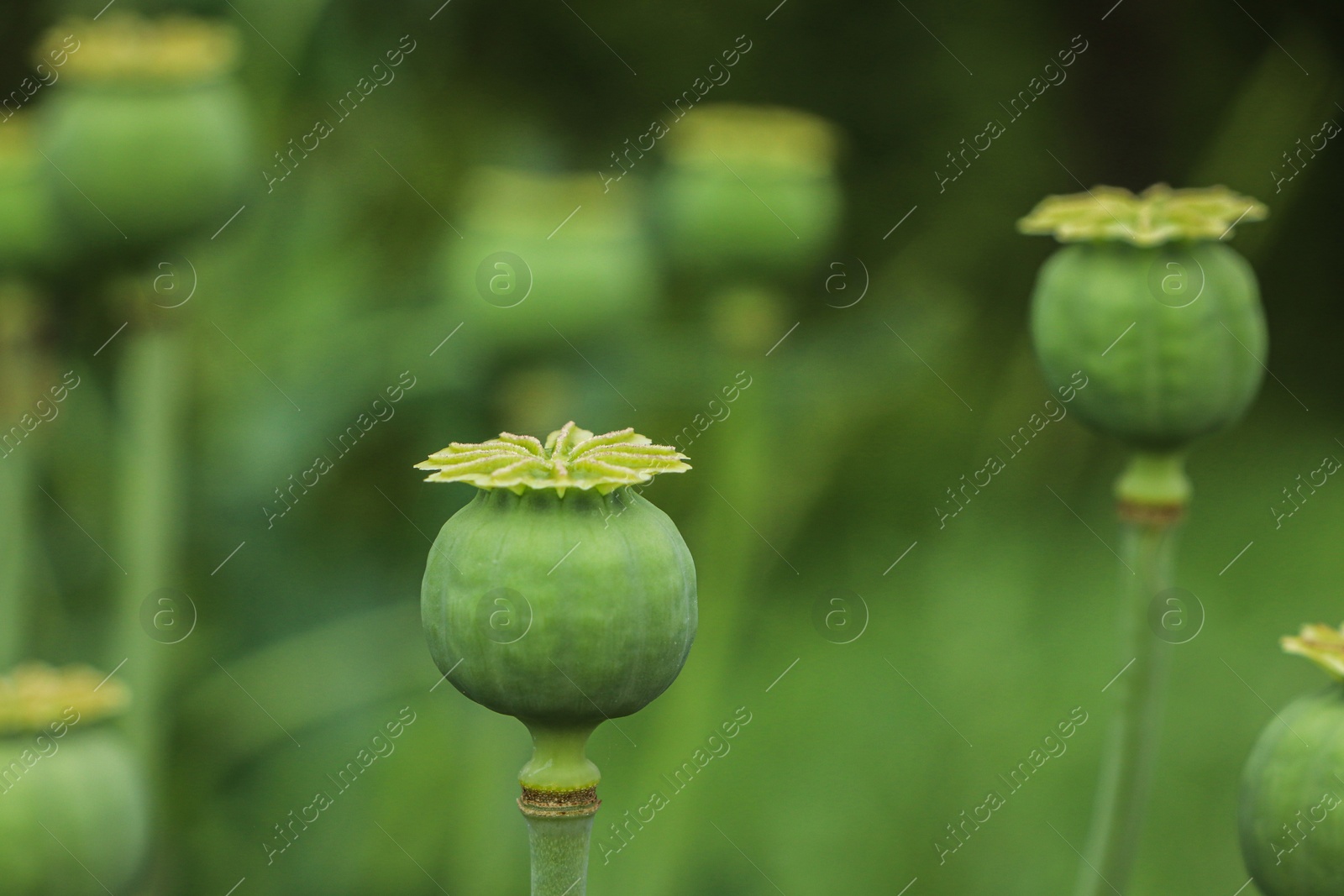 Photo of Green poppy head growing in field, closeup. Space for text