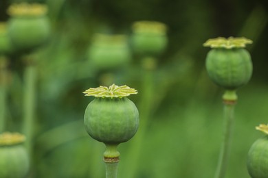 Green poppy head growing in field, closeup. Space for text