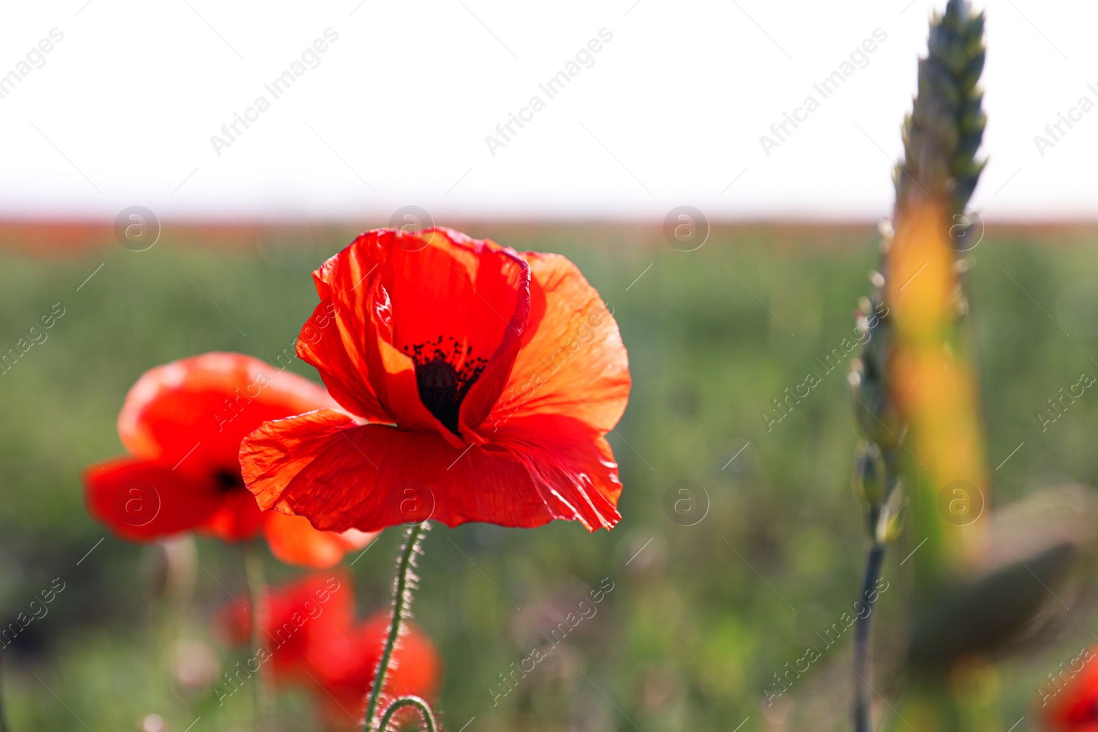 Photo of Beautiful blooming poppy flower in field on spring day, closeup. Space for text