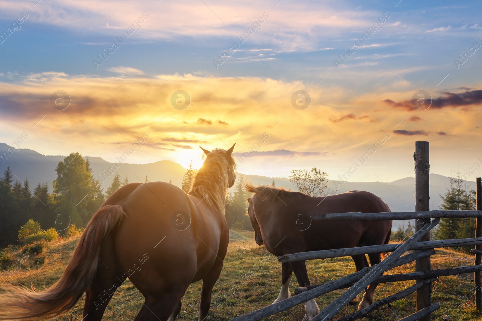 Photo of Beautiful view of horses near wooden fence in mountains