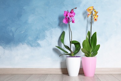 Photo of Beautiful tropical orchid flowers in pots on floor near color wall. Space for text