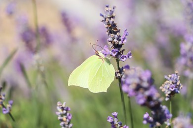 Beautiful butterfly in lavender field on sunny day, closeup