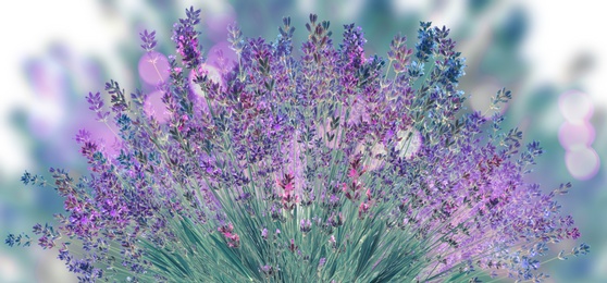 Beautiful lavender flowers outdoors, bokeh effect. Banner design 