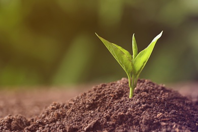 Young plant in fertile soil on blurred background, space for text. Gardening time