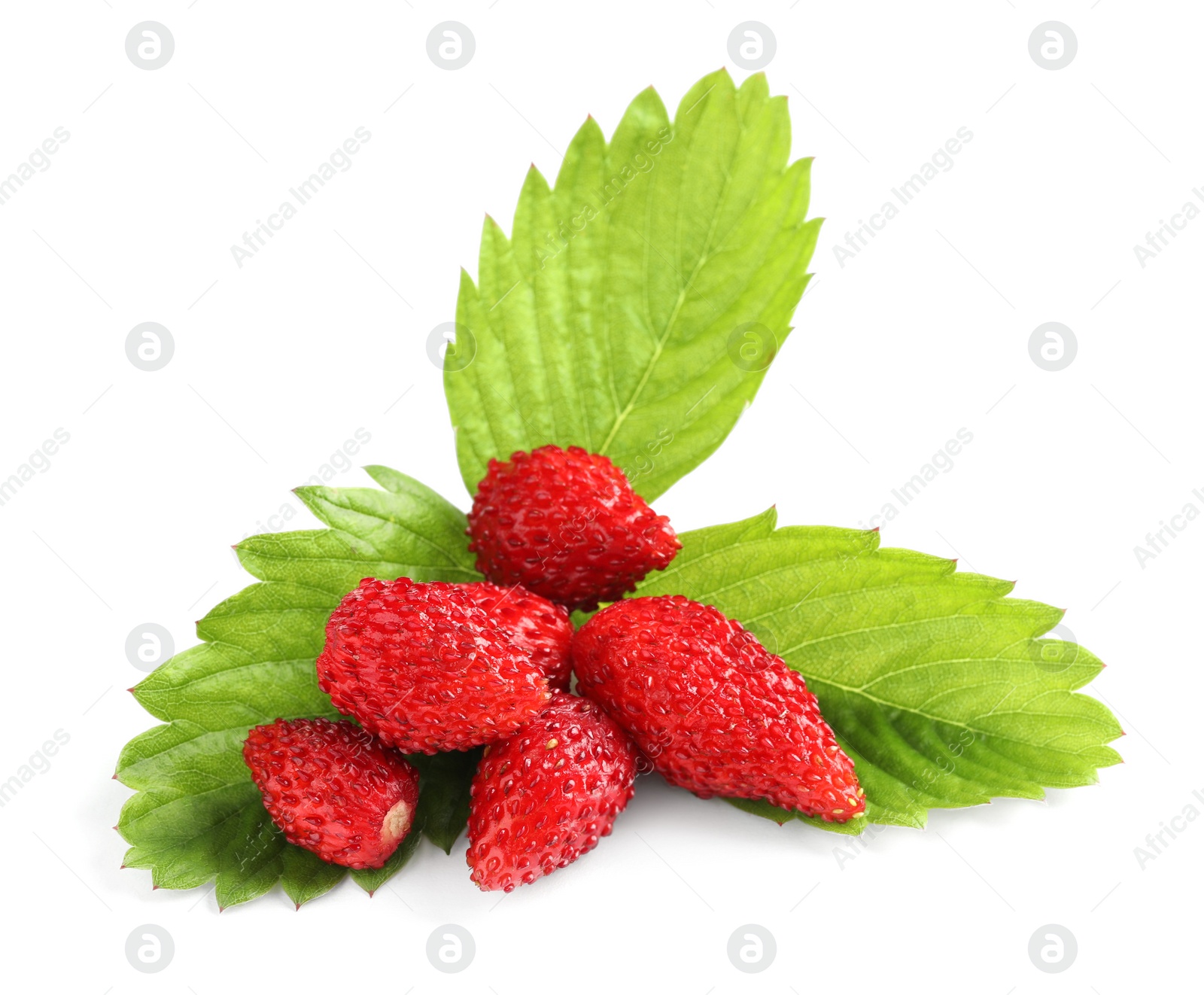 Photo of Ripe wild strawberries and green leaves isolated on white