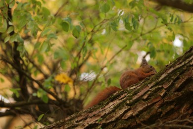 Photo of Cute red squirrel on tree in autumn park, space for text