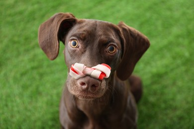 Image of Cute German Shorthaired Pointer dog with chew bone on nose on grass outdoors