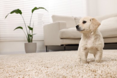 Photo of Cute little puppy on beige carpet at home. Space for text