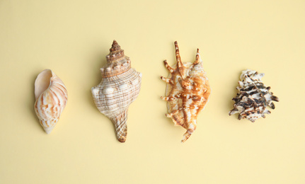 Different beautiful sea shells on yellow background, flat lay