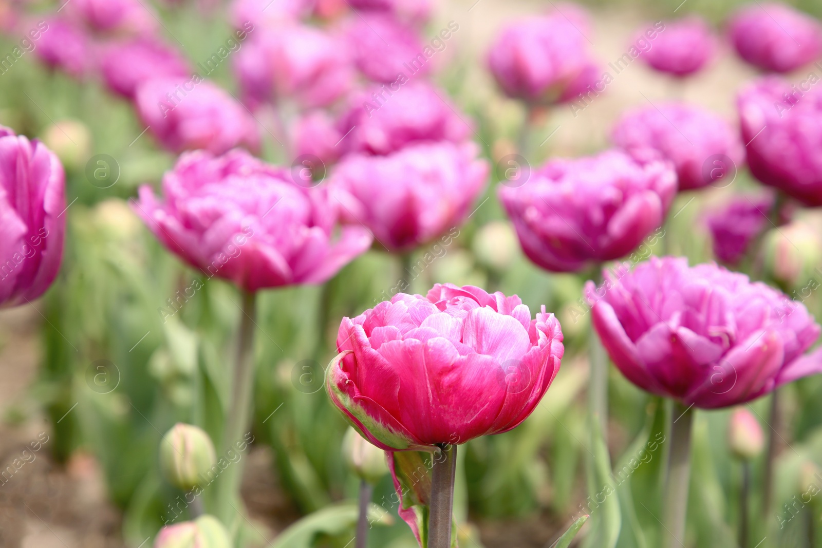 Photo of Beautiful purple tulip flowers growing in field, selective focus