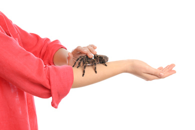 Woman holding striped knee tarantula on white background, closeup
