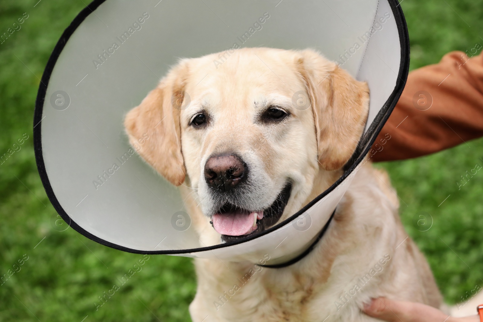 Photo of Adorable Labrador Retriever dog wearing Elizabethan collar outdoors, closeup