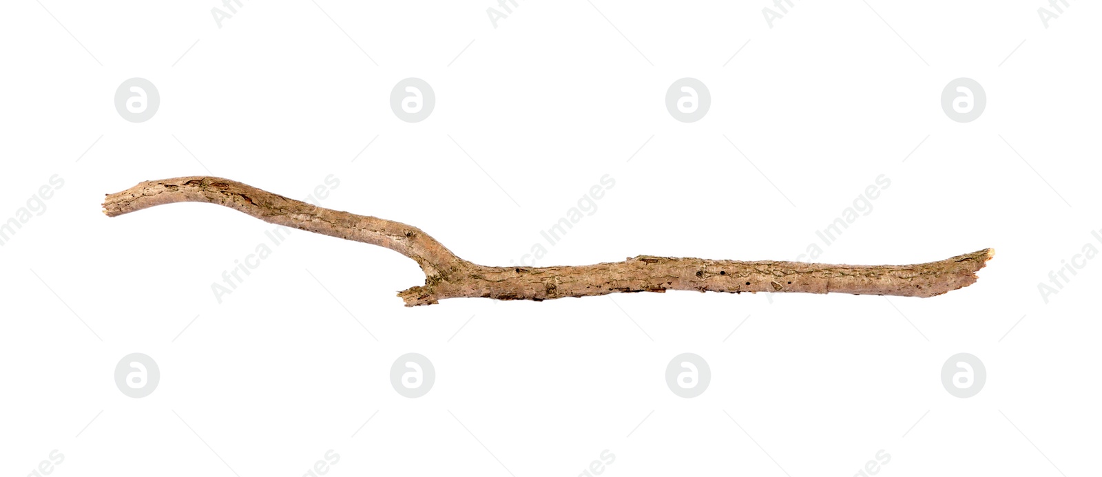 Photo of One dry tree branch isolated on white