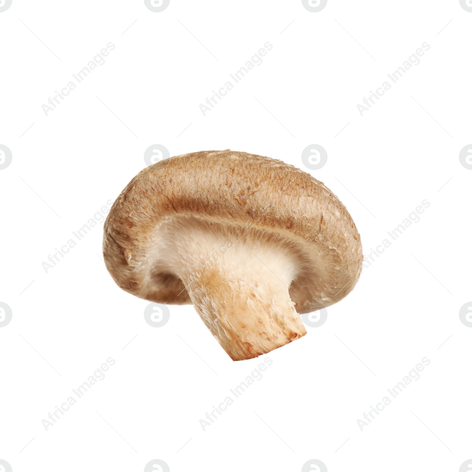 Photo of Fresh wild shiitake mushroom isolated on white