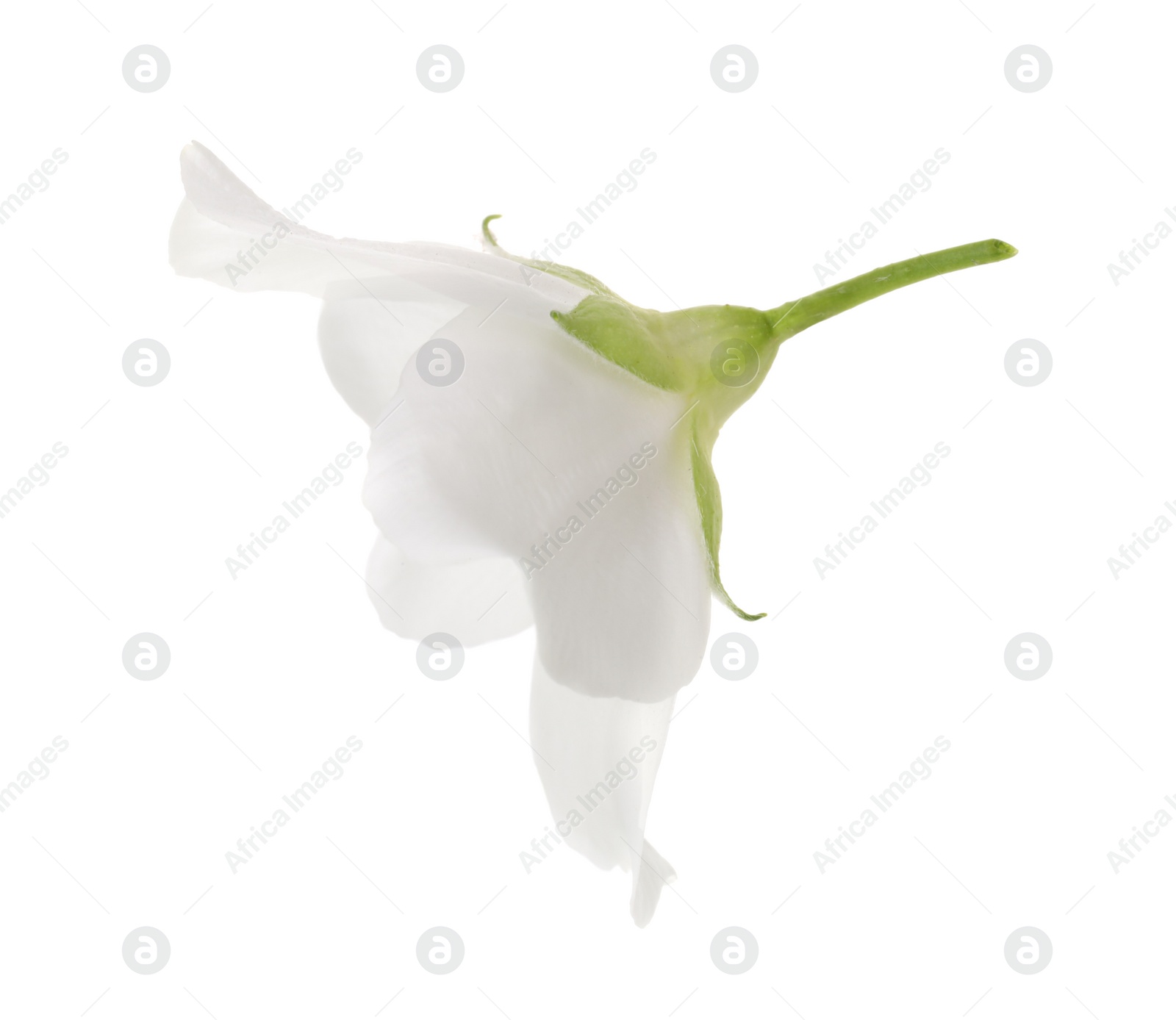 Photo of Beautiful delicate jasmine flower isolated on white