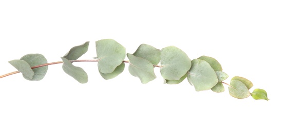 Photo of Eucalyptus branch with fresh leaves on white background