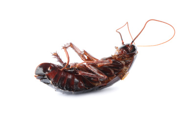 Photo of Dead brown cockroach isolated on white. Pest control
