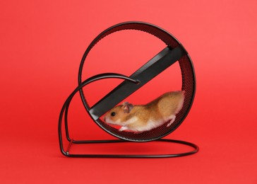 Photo of Cute little hamster in spinning wheel on red background