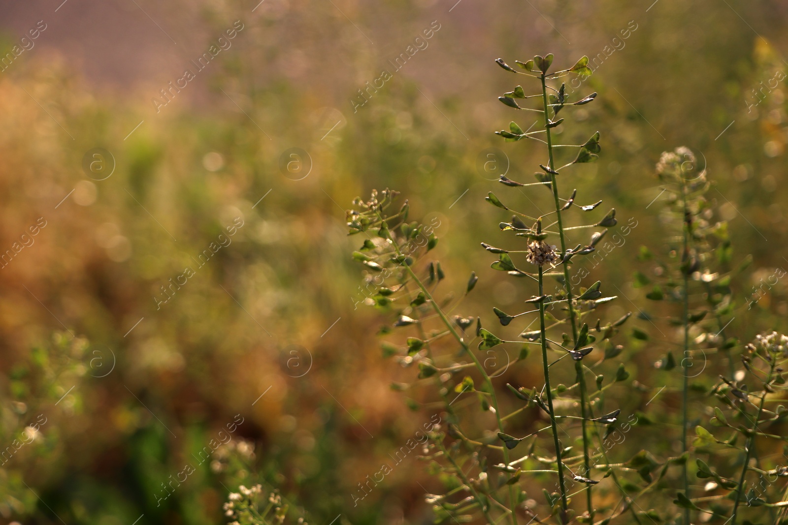 Photo of Beautiful wild flowers growing in spring meadow