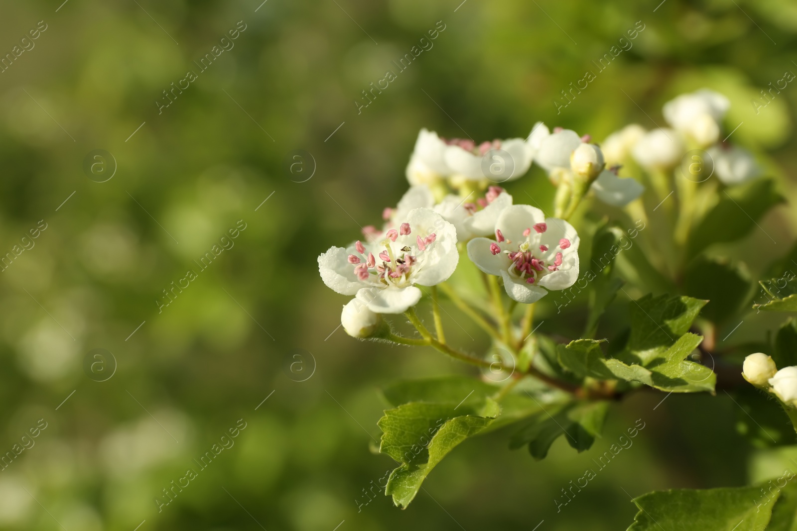 Photo of Closeup view of blossoming tree branch outdoors on spring day