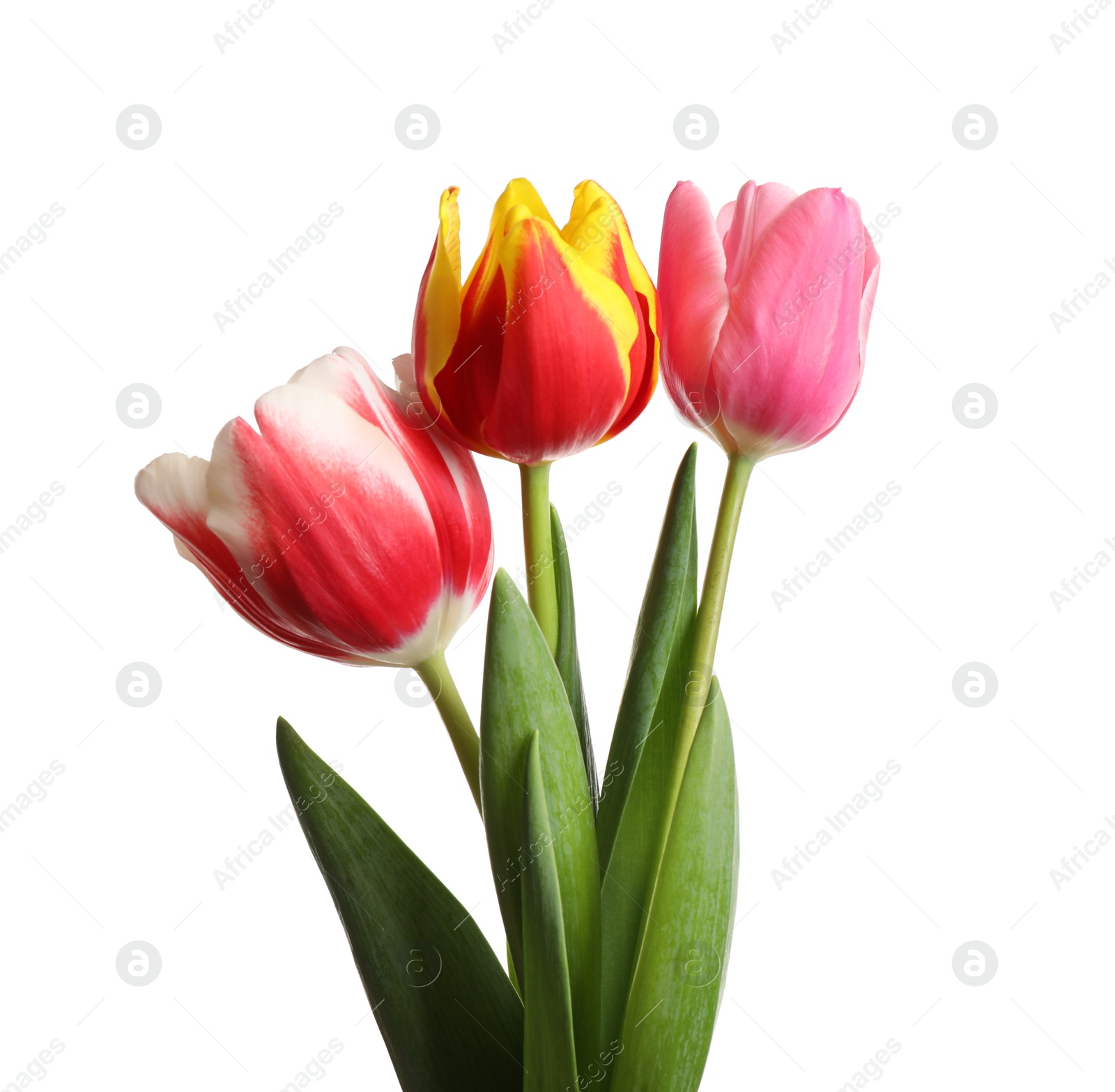 Photo of Beautiful bright spring tulips on white background